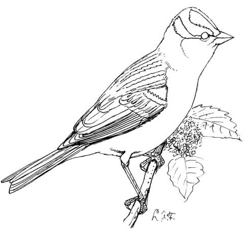 Perched White Crowned Sparrow Coloring Page